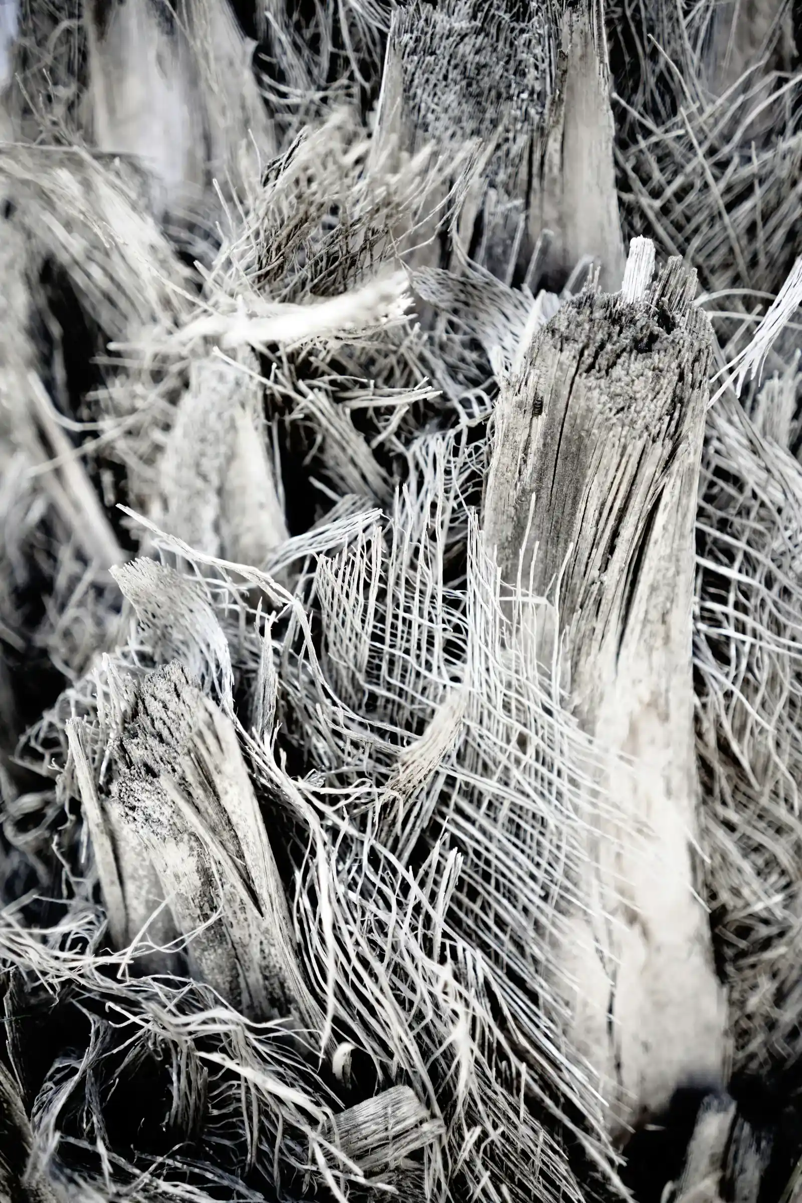 Faseriges Mineral in Schwarz-Weiß-Aufnahme